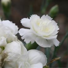 Dianthus plum. 'Haytor White'