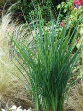 Dianella revoluta 'Coolvista'