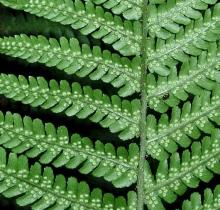 Dryopteris affinis