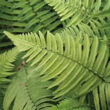 Dryopteris atrata