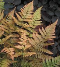 Dryopteris erythrosora