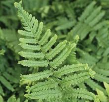 Dryopteris filix-mas 'Cristata'