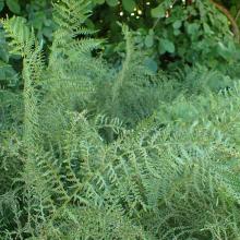 Dryopteris filix-mas 'Linearis Polydactyla'