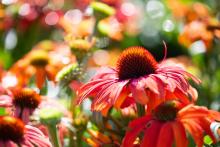 Echinacea purp. 'Sunseekers Red'