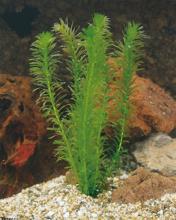 Elodea densa