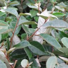 Elaeagnus ebbingei Elaeagnus ebbingei