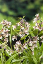 Epipactis palustris