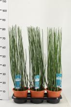 Equisetum hyemale