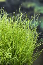 Equisetum scirpoides