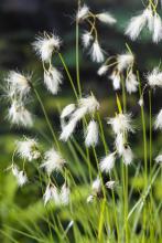 Eriophorum angustifolium