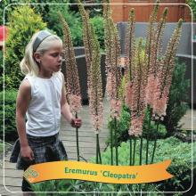 Eremurus 'Cleopatra'
