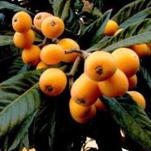 LOQUAT Eryobotria japonica