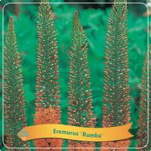 Eremurus 'Rumba'