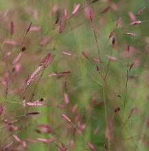 Eragrostis spectabilis