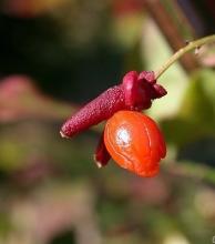 Euonymus alatus