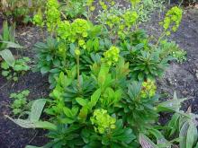 Euphorbia amyg. 'Robbiae'