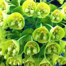 Euphorbia char. wulfenii