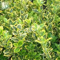 Euonymus jap. 'Aureus' Euonymus jap. 'Aureus'