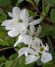 Exochorda racemosa 'Blushing Pearl'®