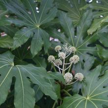 Fatsia japonica