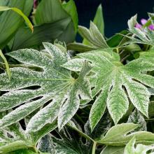 Fatsia japonica 'Variegata'