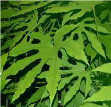 Fatsia polycarpa 'Green Fingers'