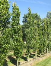 Fagus sylv. 'Dawyck' Fagus sylv. 'Dawyck'