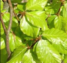 Fagus sylv. 'Dawyck Gold' Fagus sylv. 'Dawyck Gold'