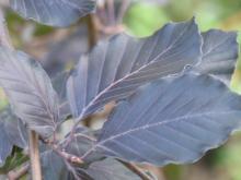 Fagus sylv. 'Dawyck Purple' Fagus sylv. 'Dawyck Purple'