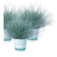 Festuca glauca 'Compact Blue'