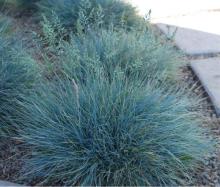 Festuca glauca 'Elijah Blue'