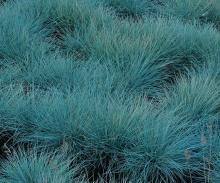 Festuca glauca 'Intense Blue'