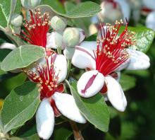 Feijoa sellowiana