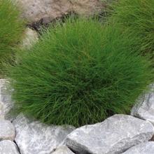 Festuca gautieri (scoparia)