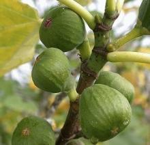 Ficus carica VIJG 