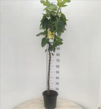 Ficus carica 'Gota de Miel' VIJG