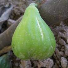 Ficus carica 'Verdino' VIJG