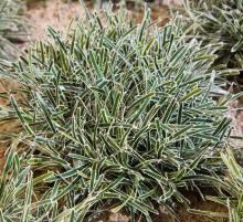 Ficinia 'Ice Crystal' Ficinia 'Ice Crystal'