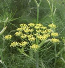 VENKEL Foeniculum vulgare VENKEL Foeniculum vulgare
