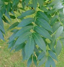 Fraxinus excelsior Fraxinus excelsior