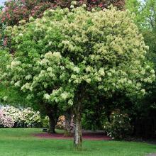 Fraxinus ornus Fraxinus ornus