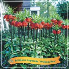 Fritillaria 'William Rex' Fritillaria 'William Rex'