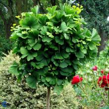 Ginkgo biloba 'Mariken'