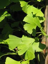 Ginkgo biloba 'Tit'