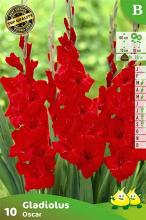 Gladiolus 'Oscar' Gladiolus 'Oscar'