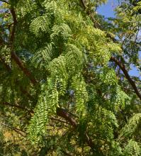 Gleditsia triac. inermis