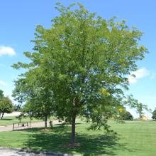 Gleditsia triac. 'Skyline' Gleditsia triac. 'Skyline'