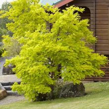 Gleditsia triac. 'Sunburst' Gleditsia triac. 'Sunburst'