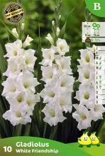 Gladiolus 'White Friendship'