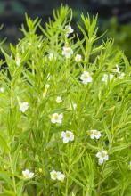 Gratiola officinalis